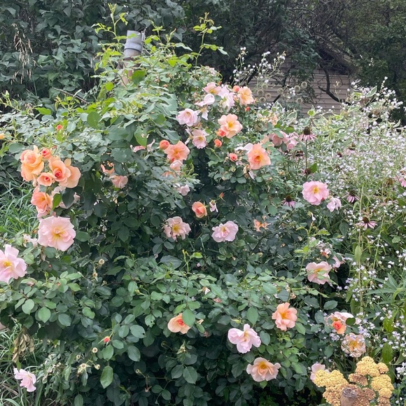 Meet your Posher, Elena - Picture 1 of 1